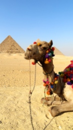 Giza camel